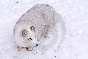 Beautiful Arctic Fox with the most beautiful blue eyes of the world