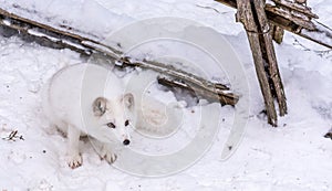 Beautiful Arctic Fox with piercing brown eyes