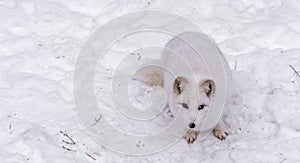 Beautiful Arctic Fox with piercing brown eyes