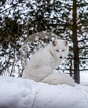 Beautiful Arctic Fox with piercing brown eyes