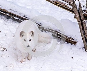 Beautiful Arctic Fox with piercing brown eyes