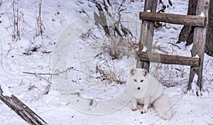 Beautiful Arctic Fox with piercing brown eyes