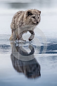 Beautiful arctic fox, standing on a hill in the snow