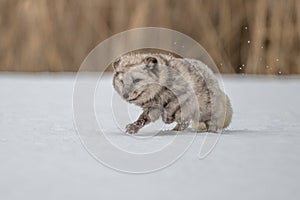 Beautiful arctic fox, standing on a hill in the snow,