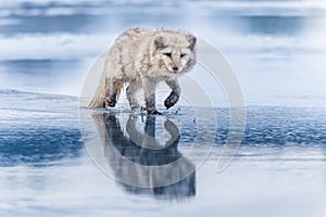 Beautiful arctic fox, standing on a hill in the snow,