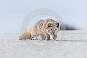 Beautiful arctic fox, standing on a hill in the snow,