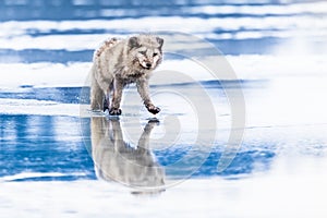 Beautiful arctic fox, standing on a hill in the snow,