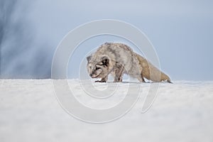 Beautiful arctic fox, standing on a hill in the snow,
