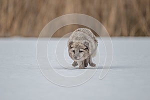 Beautiful arctic fox, standing on a hill in the snow,