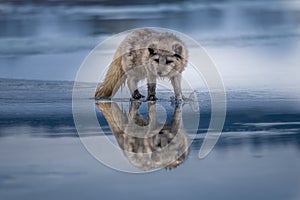 Beautiful arctic fox, standing on a hill in the snow,