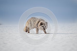 Beautiful arctic fox, standing on a hill in the snow,