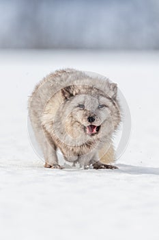 Beautiful arctic fox, standing on a hill in the snow,