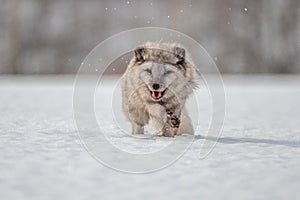 Beautiful arctic fox, standing on a hill in the snow,