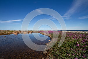 Beautiful arctic landscape in summer colours with pink flowers on the arctic tundra