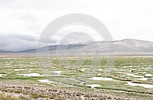 Beautiful arid landscape with wild vicunas, puddles,  mountains and cloudy sky in Peruvian Altiplano near Colca Canyon, Peru photo