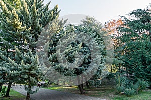 Beautiful Arizona cypress Cupressus arizonica `Blue Ice` in park of center resort city Sochi