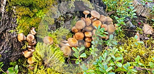Beautiful Armillaria gallica honey mushroom in forest growing on green moss. photo