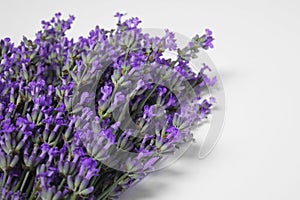 Beautiful aromatic lavender flowers on white background, closeup. Space for text