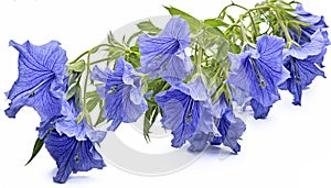 A beautiful arrangement of blue platycodon grandiflorus flowers isolated on a white background