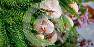 Beautiful arrangement of flowers and leaves of plants.