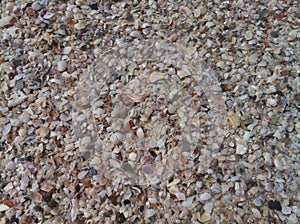 Florida Shells after Hurricane