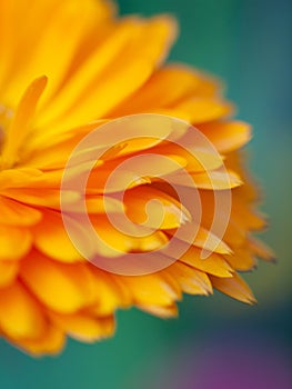 beautiful art Background with Orange flower medicine calendula (Marigold) . Extreme macro shot