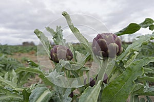 Beautiful artichokes in the fields of Sardinia