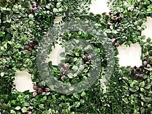 Beautiful artificial green and purple plant wall background and