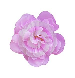Beautiful artificial pink flower isolated