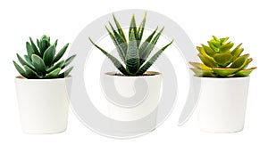 Beautiful artificial plants decorations in white pots isolated on white background