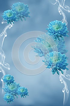 Bellissimo artistico blu fiori crisantemo 