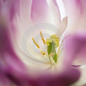 Beautiful artistic close up image of pink flowerpollen and stamen