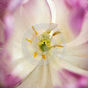 Beautiful artistic close up image of pink flowerpollen and stamen