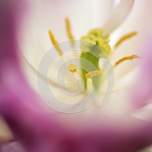 Beautiful artistic close up image of pink flowerpollen and stamen