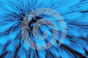 Beautiful artistic dandelion in color of classic blue. Trend color of 2020