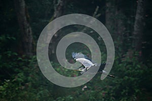 Grey Heron flight in forest