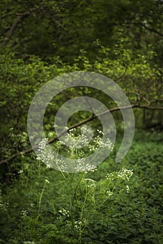 Beautiful artistic landscape image of Spring forest lush green l