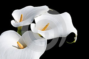 Beautiful Arum Lilly