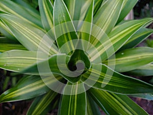 Beautiful ascendancy in the garden