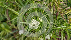 The beautiful asclepias flower is white