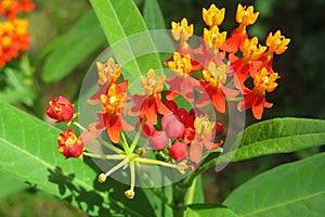 Tropical asclepias flowers in the garden photo