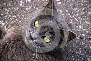 Beautiful ash cat with big green eyes