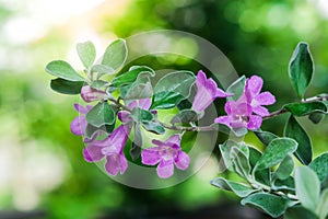 Beautiful Ash plant,Barometer brush,Purple sage flowers in garden,Leucopyllum frutescens Bert. Johnson