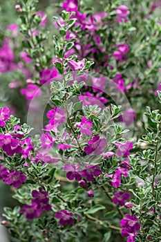 Beautiful Ash plant or Purple sage flower background. photo