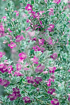 Beautiful Ash plant or Purple sage flower background. photo