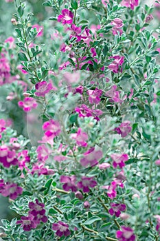 Beautiful Ash plant or Purple sage flower background. photo