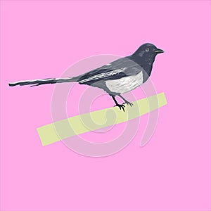 Beautiful Asian Brid Vector Design.