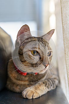 Beautiful Asian cat looking through window glass outside