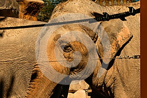 Asian elephant behind a security fence photo