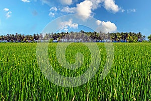 Beautiful asian landscape with isoalted green rice field closeup, palm trees row, blurredo cean background, blue sky, fluffy